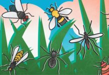 What Is Dengue Fever? Symptoms, Causes, Diagnosis, Treatment, and Prevention