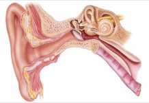 What Is Ear Pain? Symptoms, Causes, Diagnosis, Treatment, and Prevention