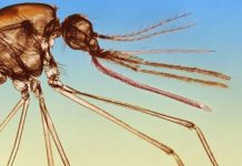 What Is Malaria? Symptoms, Causes, Diagnosis, Treatment, and Prevention