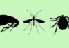 What Is Zika Virus? Symptoms, Causes, Diagnosis, Treatment, and Prevention
