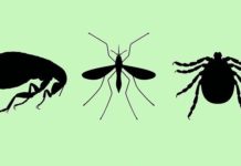 What Is Zika Virus? Symptoms, Causes, Diagnosis, Treatment, and Prevention