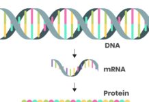 How can scientists update coronavirus vaccines for omicron? A microbiologist answers 5 questions about how Moderna and Pfizer could rapidly adjust mRNA vaccines