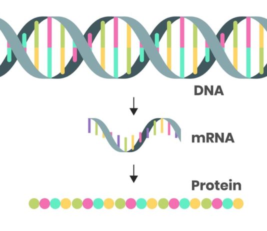 How can scientists update coronavirus vaccines for omicron? A microbiologist answers 5 questions about how Moderna and Pfizer could rapidly adjust mRNA vaccines