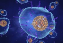 The chickenpox virus has a fascinating evolutionary history that continues to affect peoples' health today