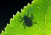 What the 'Lyme wars' can teach us about COVID-19 and how to find common ground in the school reopening debate