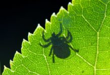 What the 'Lyme wars' can teach us about COVID-19 and how to find common ground in the school reopening debate