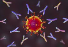 Why it takes 2 shots to make mRNA vaccines do their antibody-creating best – and what the data shows on delaying the booster dose