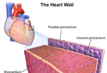 Even if you're asymptomatic, COVID-19 can harm your heart, study shows – here's what student athletes need to know