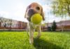 10 Tips for a Dog-Friendly Backyard