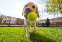 10 Tips for a Dog-Friendly Backyard