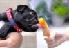 10 Hacks to Keep Dogs Cool in Summer Heat