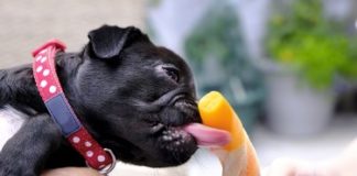 10 Hacks to Keep Dogs Cool in Summer Heat
