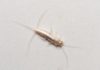 How to Get Rid of Silverfish Bugs: 5 Tips & Tricks