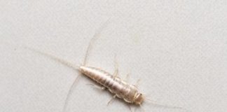 How to Get Rid of Silverfish Bugs: 5 Tips & Tricks