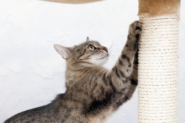 Domestic cat sharpening her claws, side view