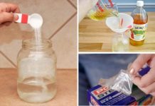 15 Common Home Pests & How to Get Rid of Them Naturally