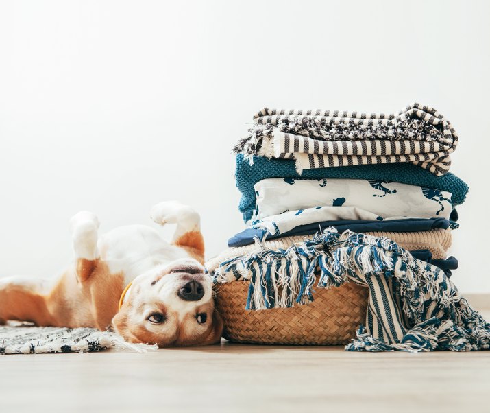 Beagle dog lies on floor near the basket with laundry