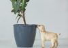 These 10 House Plants Are Dog-Safe & Easy to Maintain
