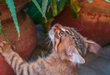 10 Cat-Safe House Plants to Upgrade Your Space