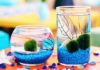 DIY Marimo Moss Ball Aquarium