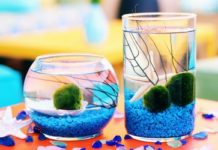 DIY Marimo Moss Ball Aquarium