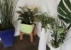 7 Easy Ways to Make Fake Plants Look Real