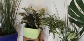 7 Easy Ways to Make Fake Plants Look Real