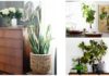 5 Houseplants That Are Easy to Keep Alive