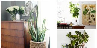 5 Houseplants That Are Easy to Keep Alive