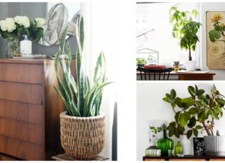 5 Houseplants That Are Easy to Keep Alive
