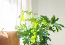 How to Make a Tapered Wooden Leg Planter