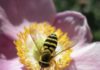 Will Freezing Temperatures Kill Bees?