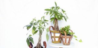 Upcycle Leather Belts Into Modern Plant Holders