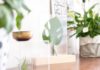How to Make a Plexiglass Framed Leaf Home Accessory