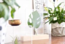 How to Make a Plexiglass Framed Leaf Home Accessory
