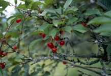 Types of Edible Berries