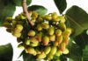 Types of Pistachios