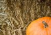 How to Distill With a Pumpkin