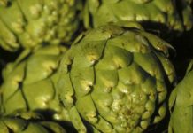 How to Tell When an Artichoke Is Done Cooking