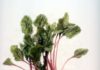How to Julienne Beets