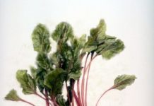 How to Julienne Beets