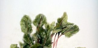 How to Julienne Beets