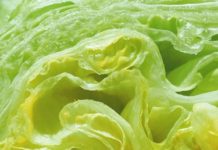 The Best Way to Clean & Store Iceberg Lettuce