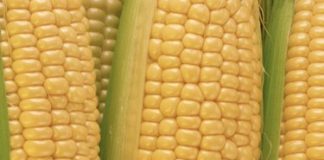 What to Do With Overripe Corn