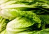 How to Keep Romaine From Turning Brown After Cutting It