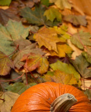 How to Make My Own Pumpkin Powder