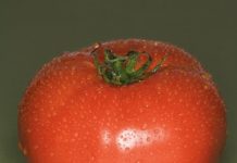 How Do I Properly Freeze a Fresh Tomato for Future Use?