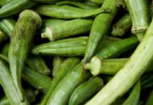 Can I Make Pickled Okra After it Has Been Frozen?