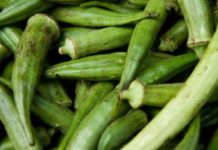 The Characteristics of Okra