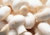 How to Know When White Mushrooms Have Gone Bad